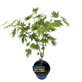Javor korejský Arctic Jade Jack Frost, výška 50–70 cm, květináč 19 cm