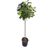Javor mléč Globosum na kmínku 115-120 cm, výška 160-170 cm, květináč 18 l
