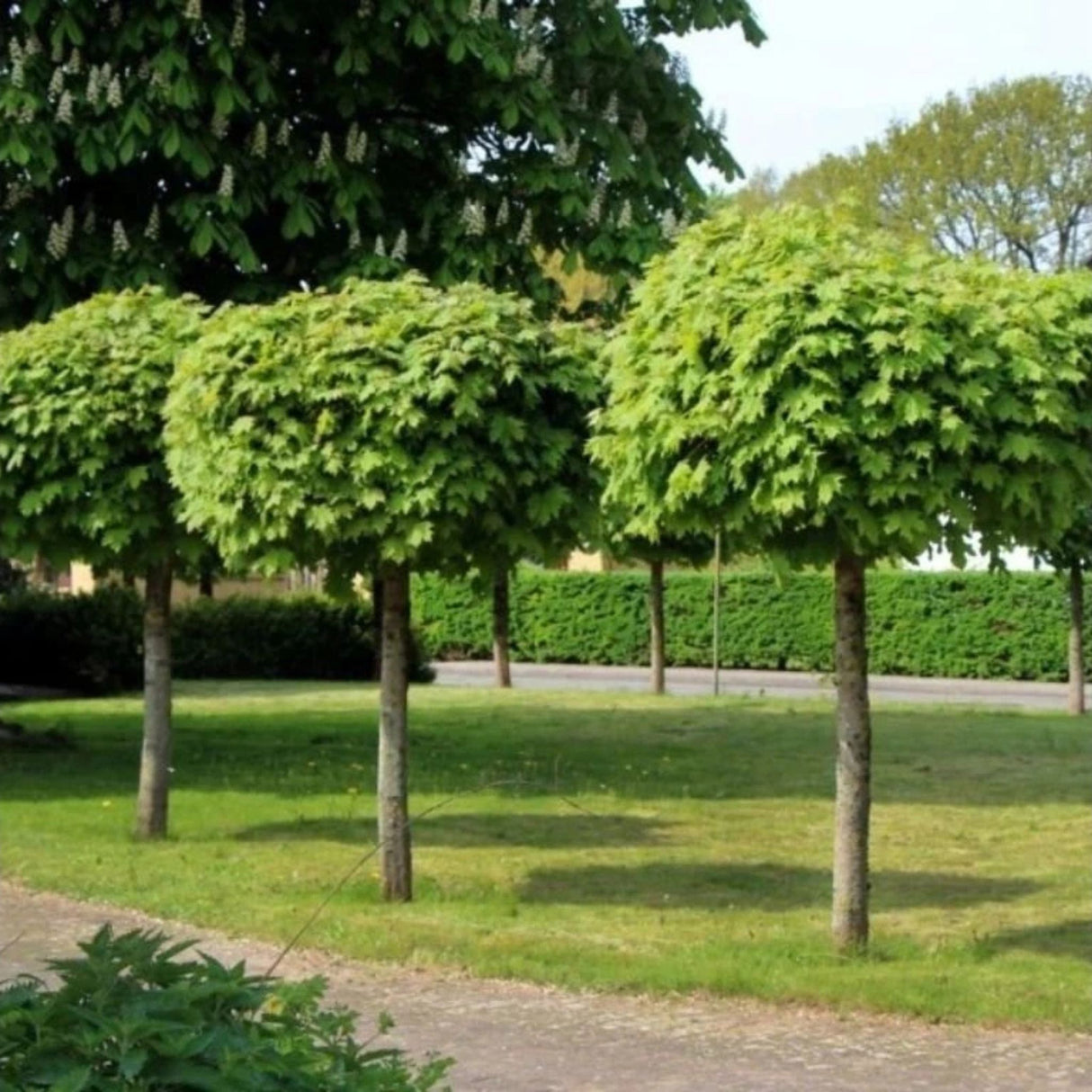 Javor mléč Globosum na kmínku 115-120 cm, výška 160-170 cm, květináč 18 l
