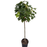 Javor mléč Globosum na kmínku 115-120 cm, výška 160-170 cm, květináč 18 l