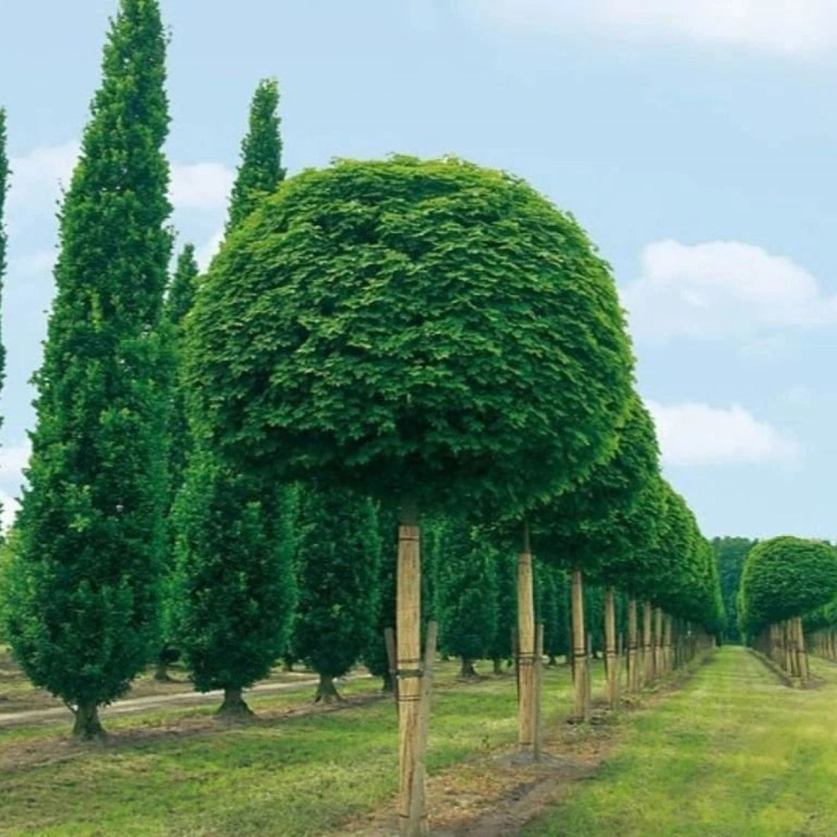Javor mléč Globosum na kmínku 115-120 cm, výška 160-170 cm, květináč 18 l