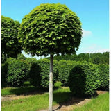 Javor mléč Globosum na kmínku 115-120 cm, výška 160-170 cm, květináč 18 l