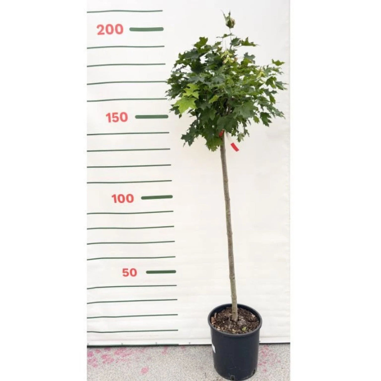 Javor mléč Globosum na kmínku 115-120 cm, výška 160-170 cm, květináč 18 l