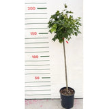 Javor mléč Globosum na kmínku 115-120 cm, výška 160-170 cm, květináč 18 l