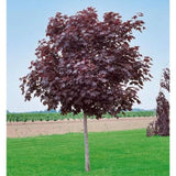 Javor mléč Royal Red na kmínku 160-175 cm, výška 260-280cm, květináč 18 l