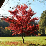 Javor dlanitolistý Atropurpureum, květináč 15 l
