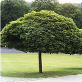 Javor mléč Globosum na kmínku 115-120 cm, výška 160-170 cm, květináč 18 l