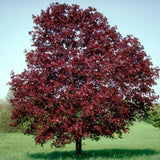 Javor mléč Royal Red na kmínku 160-175 cm, výška 260-280cm, květináč 18 l