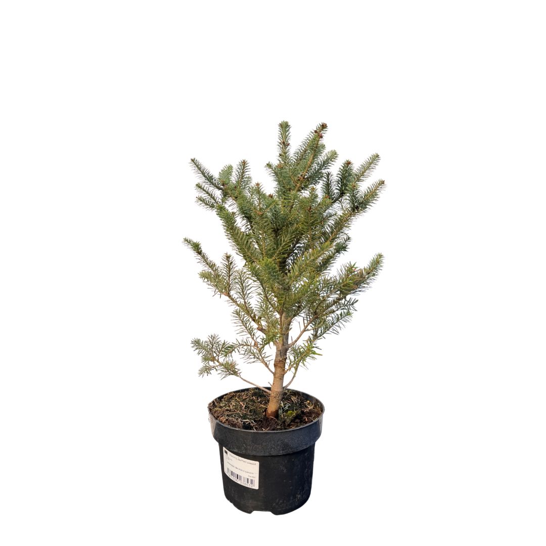 Jedle korejská, výška 20–30 cm, květináč 2 l