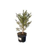 Jedle korejská, výška 20–30 cm, květináč 2 l