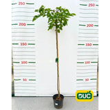 Jilm horský Camperdownii na kmínku, výška 150-170 cm, květináč 5 l