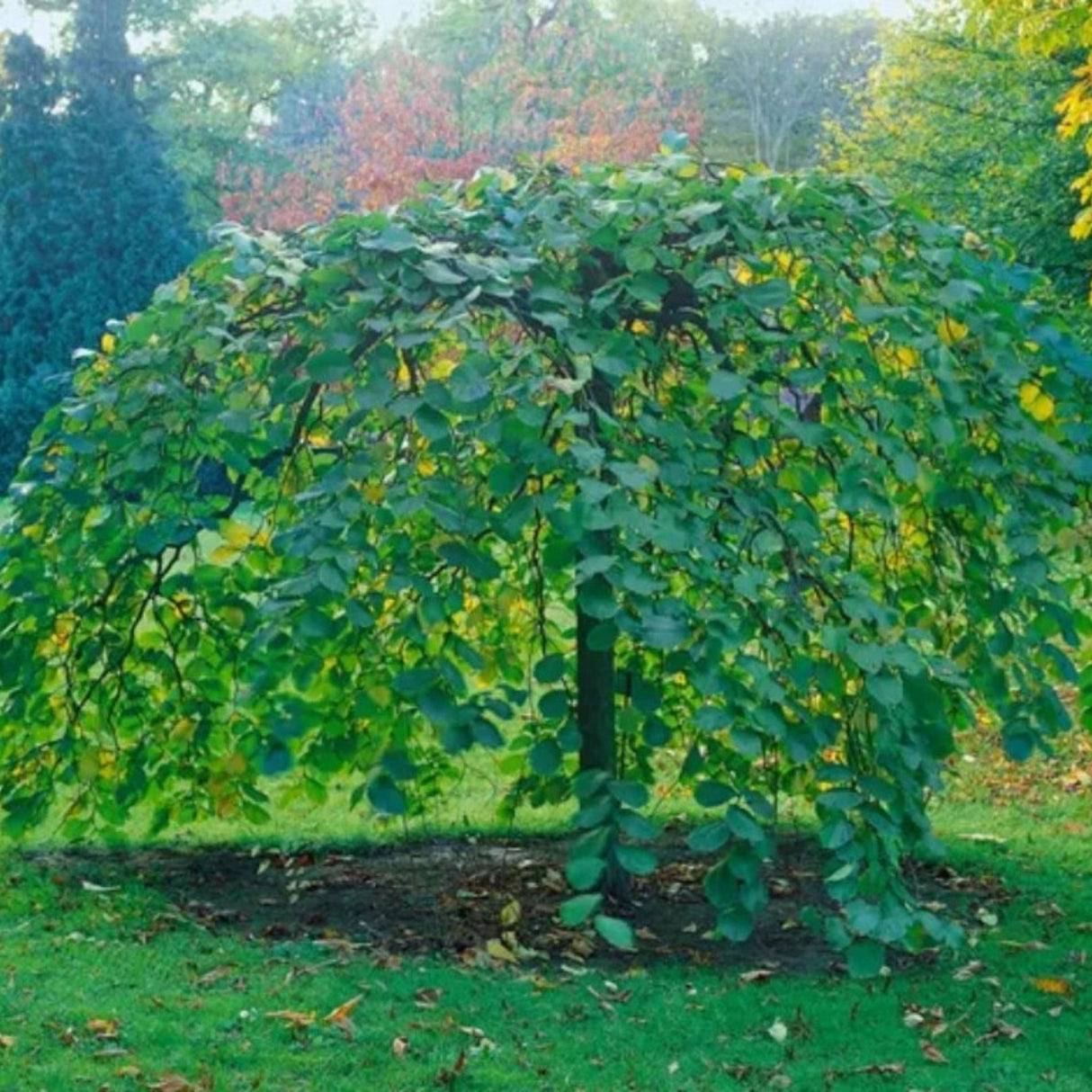Jilm horský Camperdownii na kmínku, výška 150-170 cm, květináč 5 l