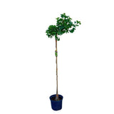 Jinan dvoulaločný Mariken na kmínku 150-160 cm, výška 170-180 cm, květináč 7,5 l
