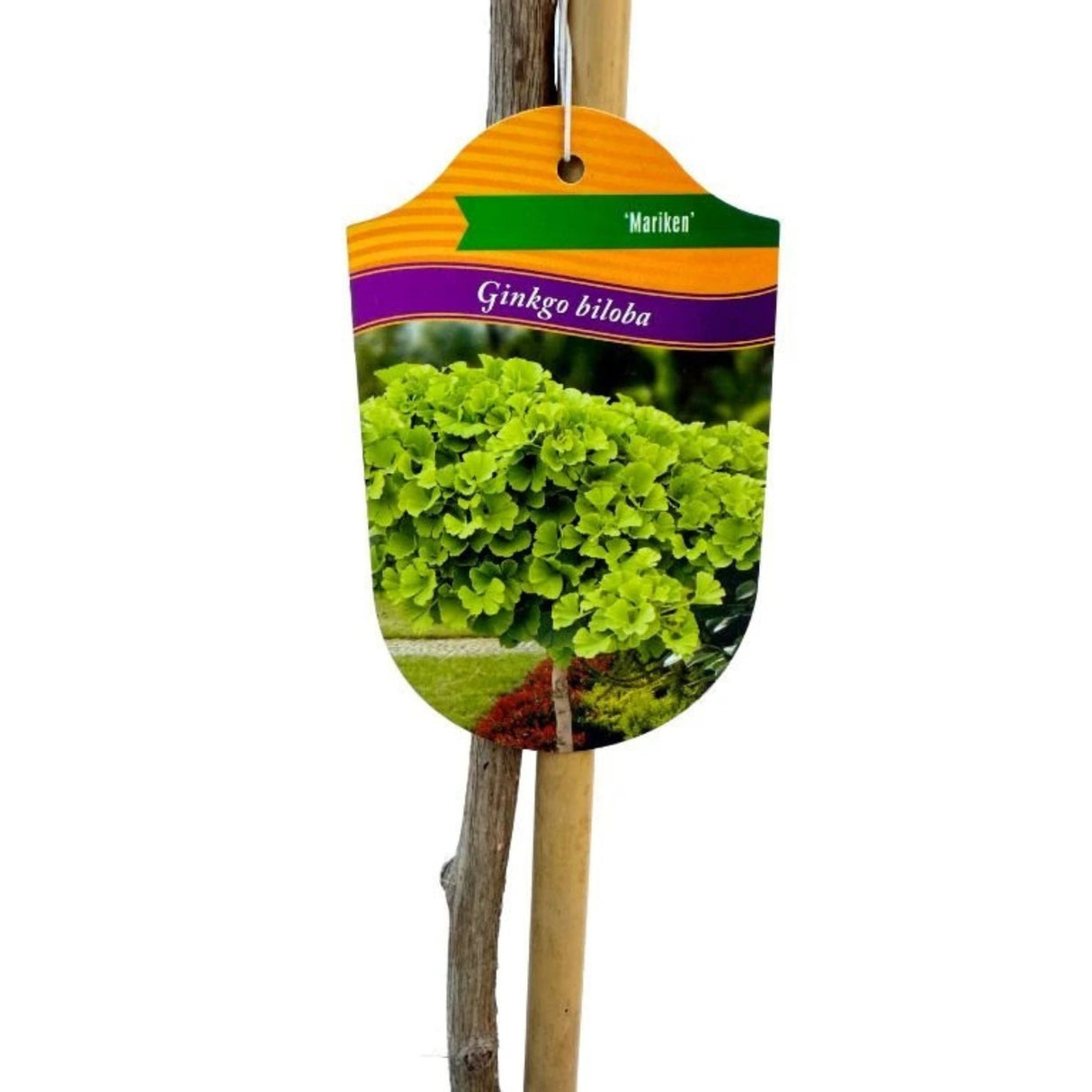 Jinan dvoulaločný Mariken na kmínku 150-160 cm, výška 170-180 cm, květináč 7,5 l