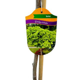 Jinan dvoulaločný Mariken na kmínku 150-160 cm, výška 170-180 cm, květináč 7,5 l