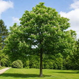 Jírovec maďal, výška 15–30 cm, květináč 9 cm