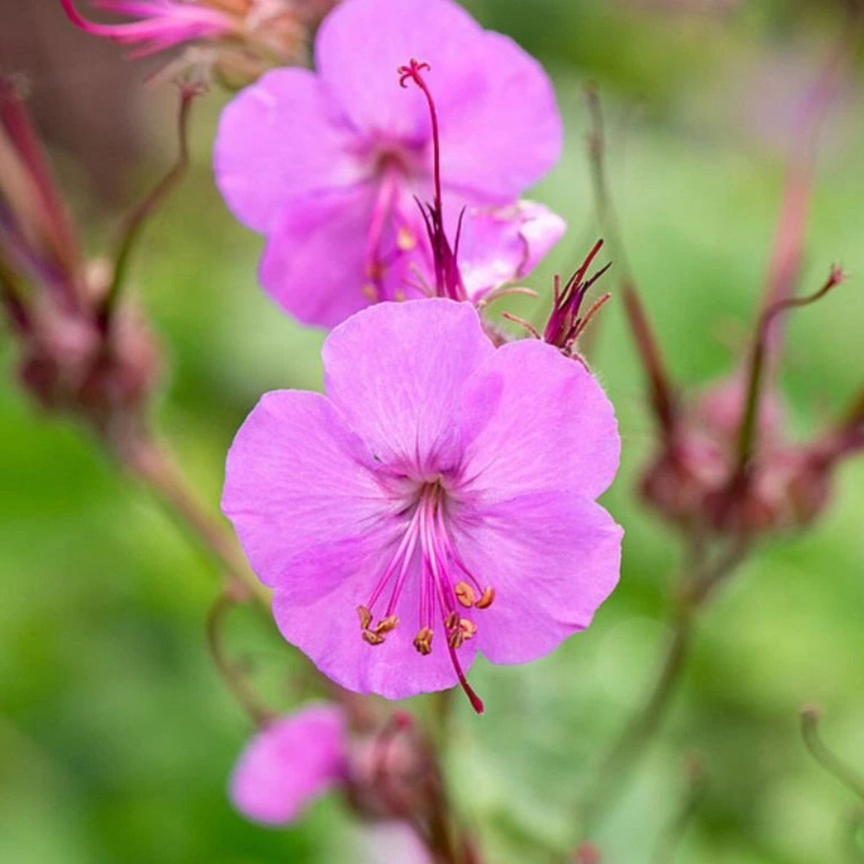 Kakost Karmina, květináč 9 cm