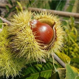 Kaštanovník jedlý Maraval na kmínku 160-180 cm, výška 280-300 cm, květináč 18 l