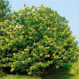 Kaštanovník jedlý Marron de Lyon na kmínku 150-160 cm, výška 280-300 cm, květináč 18 l