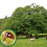 Kaštanovník jedlý Maraval na kmínku 160-180 cm, výška 280-300 cm, květináč 18 l