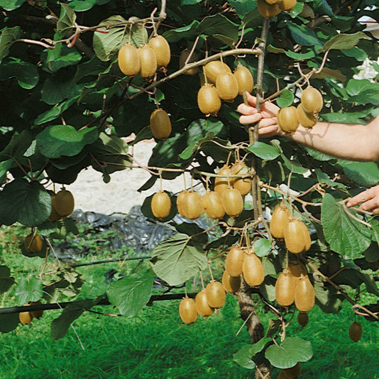 Kiwi Jenny samosprašné, výška 30–40 cm, květináč 17 cm