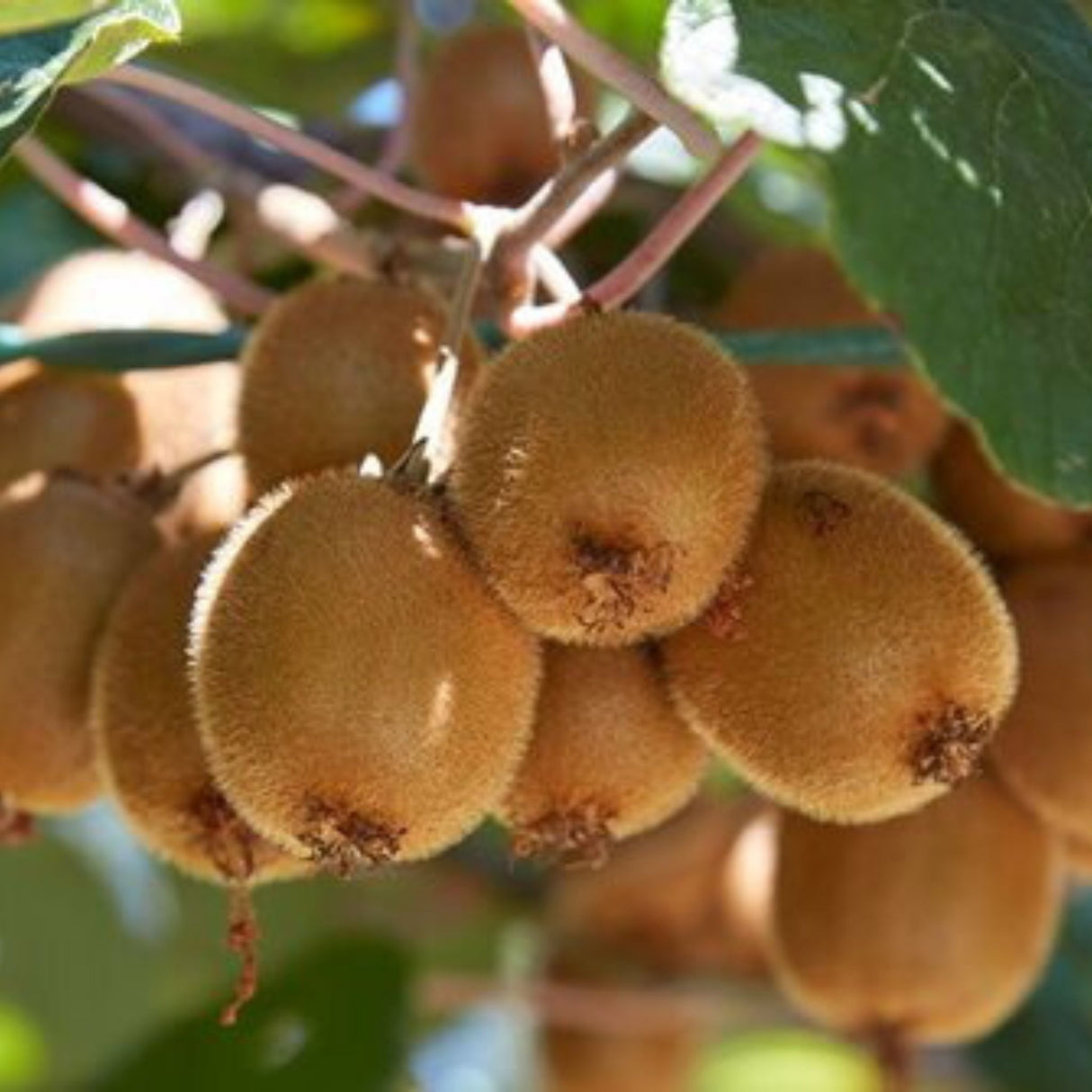Kiwi Jenny samosprašné, výška 30–40 cm, květináč 17 cm