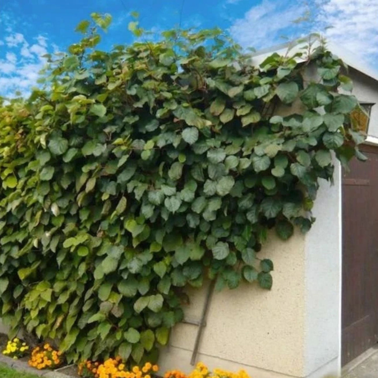 Kiwi Tomuri, výška 150-180 cm, květináč 3 l
