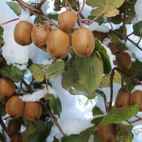 Kiwi Tomuri, výška 150-180 cm, květináč 3 l