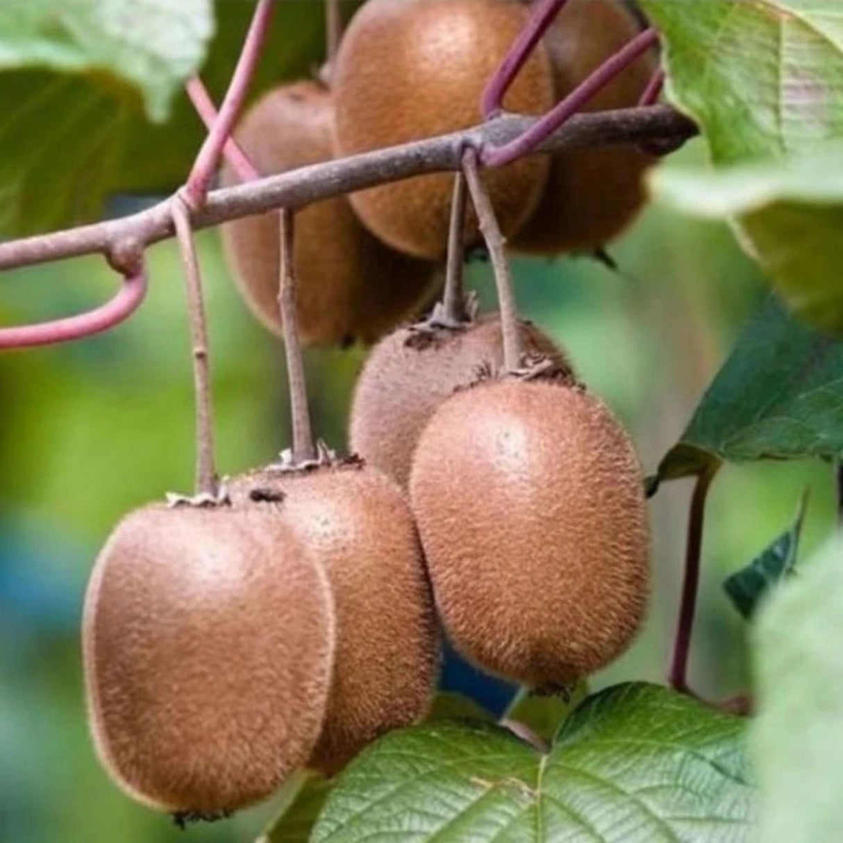 Kiwi velkoplodé Atlas, výška 30–40 cm, květináč 17 cm