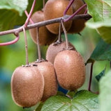 Kiwi velkoplodé Atlas, výška 30–40 cm, květináč 17 cm
