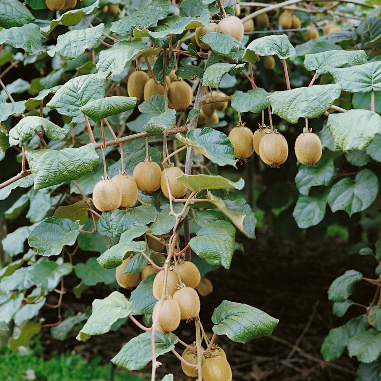 Kiwi velkoplodé Hayward, výška 30–40 cm, květináč 3 l