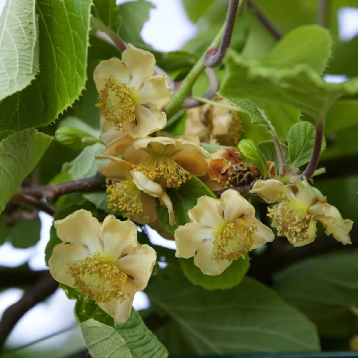 Kiwi velkoplodé Hayward, výška 30–40 cm, květináč 3 l
