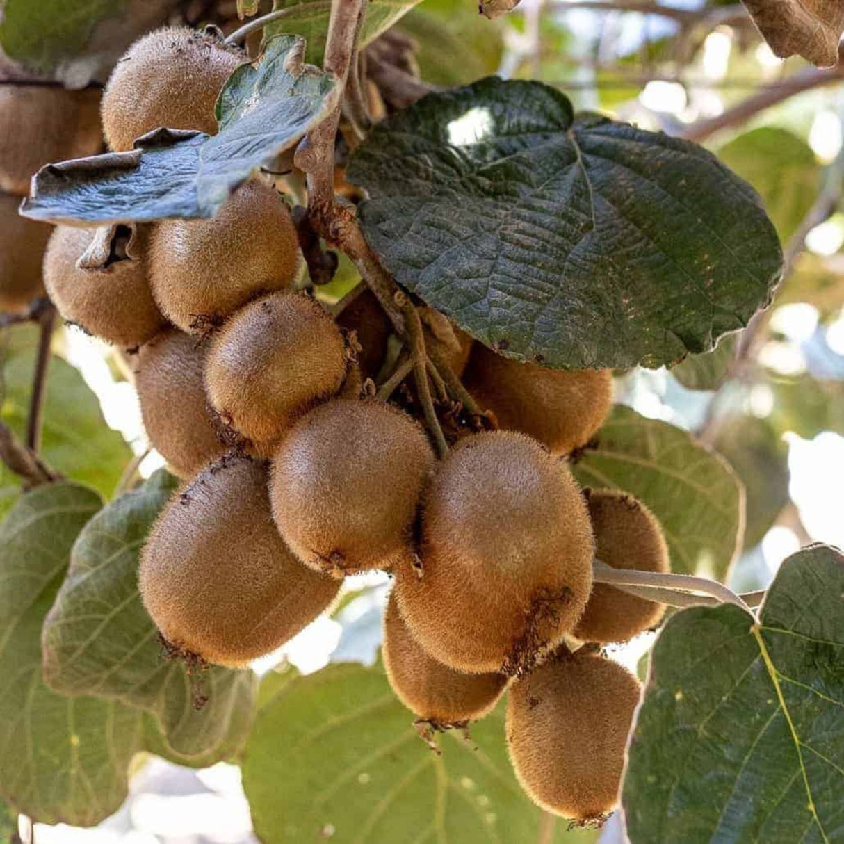 Kiwi velkoplodé Atlas, výška 30–40 cm, květináč 17 cm