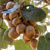 Kiwi velkoplodé Atlas, výška 30–40 cm, květináč 17 cm