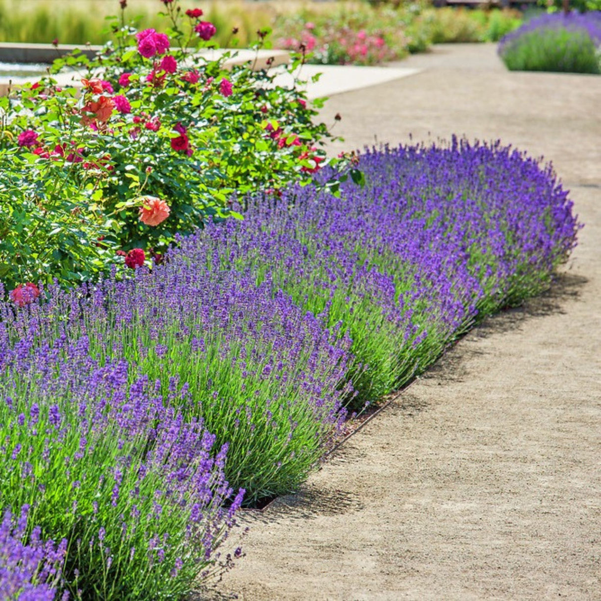 Levandule úzkolistá Hidcote, květináč 3 l