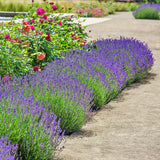 Levandule úzkolistá Hidcote, květináč 3 l