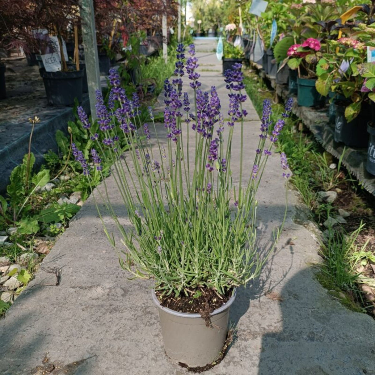 Levandule úzkolistá Hidcote, květináč 3 l