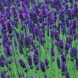 Levandule úzkolistá Hidcote, květináč 3 l