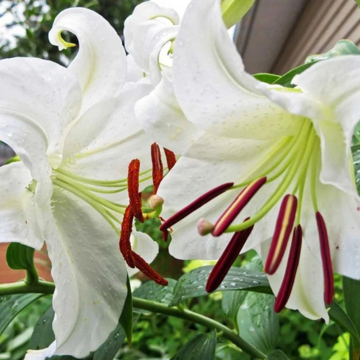 Lilie Crystal Blanca, květináč 11 cm