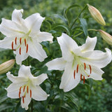 Lilie Crystal Blanca, květináč 11 cm