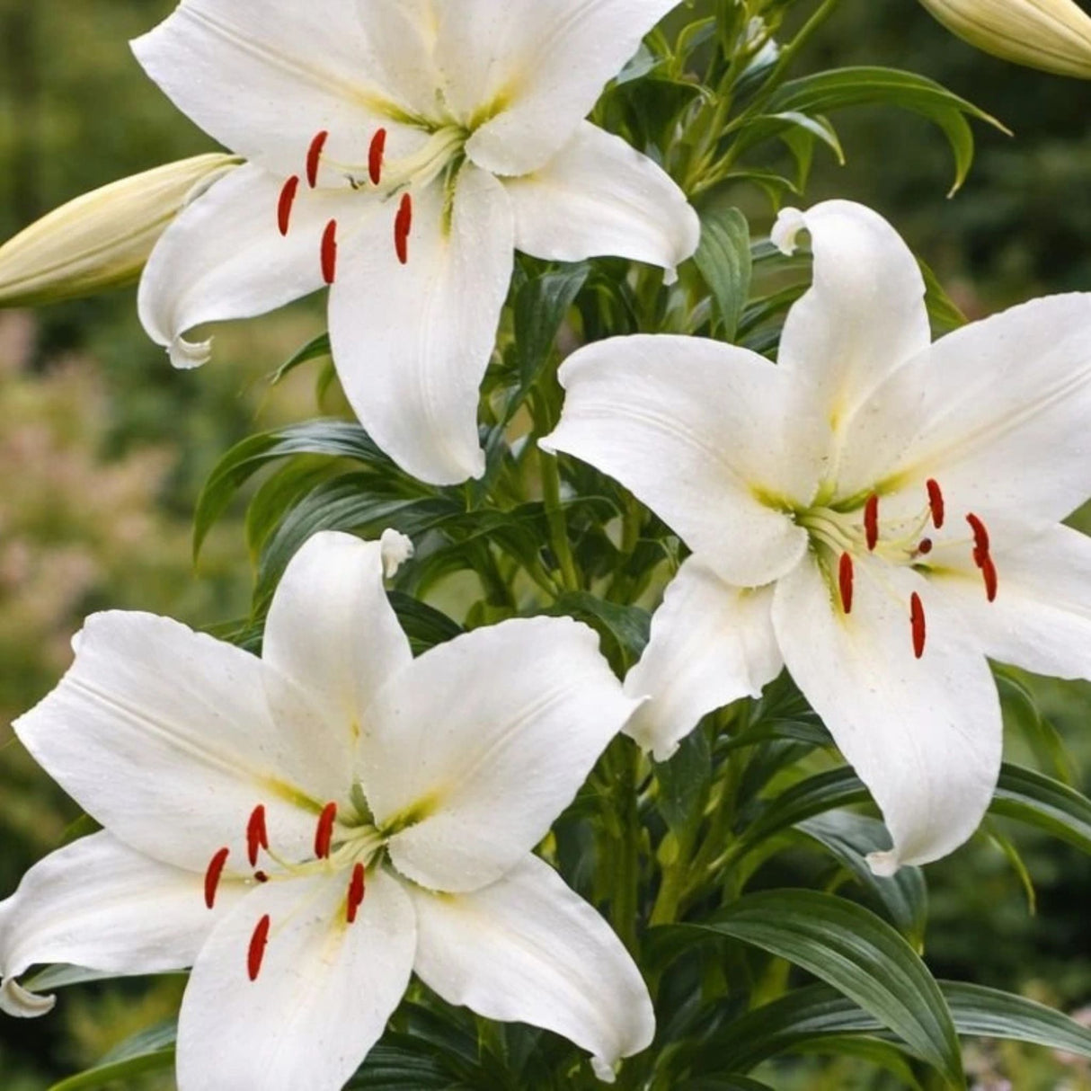 Lilie Crystal Blanca, květináč 11 cm