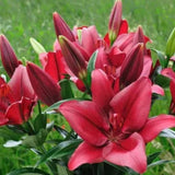 Lilie Forza Red, květináč 11 cm
