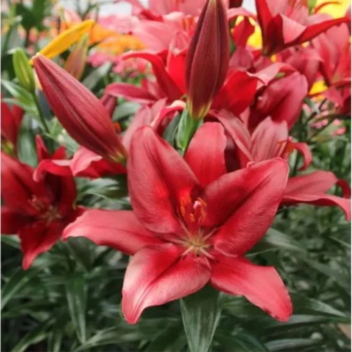 Lilie Forza Red, květináč 11 cm