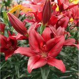 Lilie Forza Red, květináč 11 cm