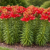 Lilie Forza Red, květináč 11 cm