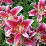 Lilie Star Gazer, květináč 11 cm