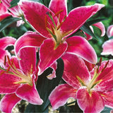 Lilie Star Gazer, květináč 11 cm