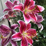 Lilie Star Gazer, květináč 11 cm