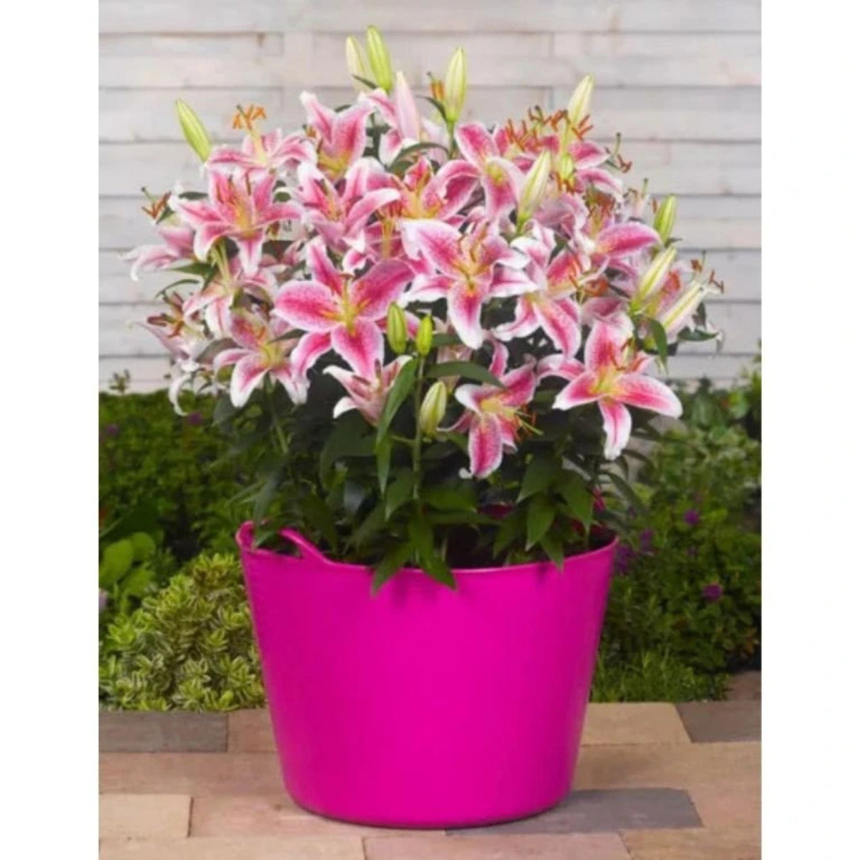Lilie Star Gazer, květináč 11 cm