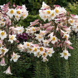 Lilie královská Regale, květináč 11 cm